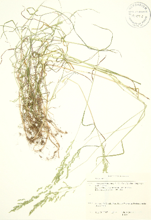  ( - JK 018)  @11 [ ] Copyright (2009) Steven Newmaster University of Guelph BIO Herbarium