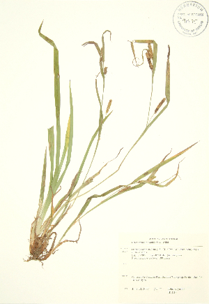  ( - JK 016)  @11 [ ] Copyright (2009) Steven Newmaster University of Guelph BIO Herbarium