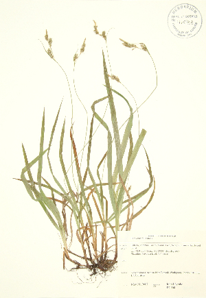  (Carex hirtifolia - JK 008)  @11 [ ] Copyright (2009) Steven Newmaster University of Guelph BIO Herbarium