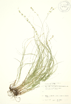  ( - JK 007)  @11 [ ] Copyright (2009) Steven Newmaster University of Guelph BIO Herbarium
