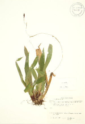  (Carex plantaginea - JK 003)  @11 [ ] Copyright (2009) Steven Newmaster University of Guelph BIO Herbarium