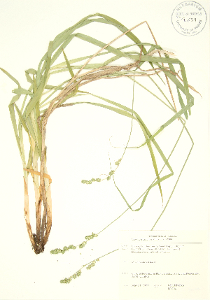  (Carex sparganioides - JK 004)  @11 [ ] Copyright (2009) Steven Newmaster University of Guelph BIO Herbarium