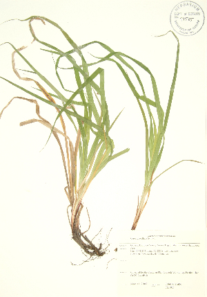  ( - JK 005)  @11 [ ] Copyright (2009) Steven Newmaster University of Guelph BIO Herbarium