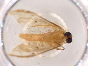  ( - BIOUG52299-G10)  @11 [ ] CreativeCommons - Attribution (2020) Centre for Biodiversity Genomics Centre for Biodiversity Genomics