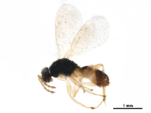  (Euplectrus Malaise3817 - BIOUG52303-F09)  @15 [ ] CreativeCommons - Attribution (2020) CBG Photography Group Centre for Biodiversity Genomics