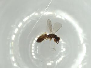  ( - BIOUG52469-A03)  @11 [ ] CreativeCommons - Attribution (2020) Centre for Biodiversity Genomics Centre for Biodiversity Genomics