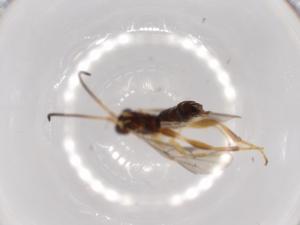  ( - BIOUG52492-D09)  @12 [ ] CreativeCommons - Attribution (2020) Centre for Biodiversity Genomics Centre for Biodiversity Genomics