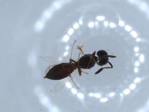  ( - BIOUG52493-C10)  @12 [ ] CreativeCommons - Attribution (2020) Centre for Biodiversity Genomics Centre for Biodiversity Genomics