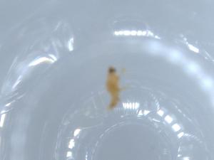  ( - BIOUG52501-A02)  @11 [ ] CreativeCommons - Attribution (2020) Centre for Biodiversity Genomics Centre for Biodiversity Genomics