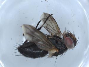  ( - BIOUG52439-E01)  @11 [ ] CreativeCommons - Attribution (2020) Centre for Biodiversity Genomics Centre for Biodiversity Genomics