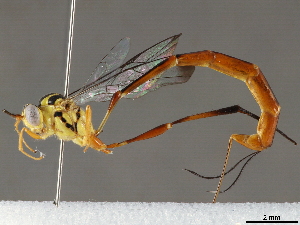  ( - BIOUG51763-G11)  @11 [ ] CreativeCommons - Attribution (2020) CBG Photography Group Centre for Biodiversity Genomics