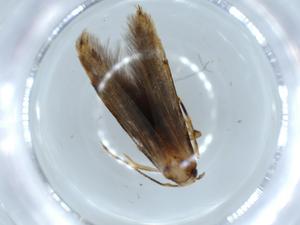  (blastoMalaise01 Malaise9179 - BIOUG53090-D05)  @11 [ ] CreativeCommons - Attribution (2020) Centre for Biodiversity Genomics Centre for Biodiversity Genomics