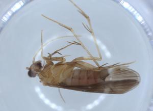  ( - BIOUG52920-G07)  @11 [ ] CreativeCommons - Attribution (2020) Centre for Biodiversity Genomics Centre for Biodiversity Genomics