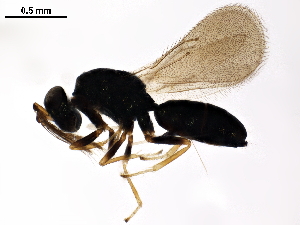  (Galeopsomyia Malaise8886 - BIOUG53018-D01)  @14 [ ] CreativeCommons - Attribution (2020) CBG Photography Group Centre for Biodiversity Genomics