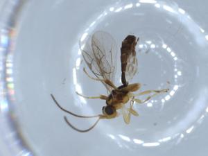  ( - BIOUG52549-E07)  @12 [ ] CreativeCommons - Attribution (2020) Centre for Biodiversity Genomics Centre for Biodiversity Genomics