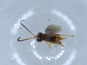  ( - BIOUG52549-G08)  @12 [ ] CreativeCommons - Attribution (2020) Centre for Biodiversity Genomics Centre for Biodiversity Genomics