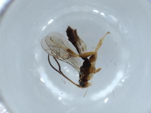  ( - BIOUG52488-G12)  @12 [ ] CreativeCommons - Attribution (2020) Centre for Biodiversity Genomics Centre for Biodiversity Genomics