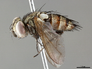  ( - BIOUG51752-H10)  @11 [ ] CreativeCommons - Attribution (2020) CBG Photography Group Centre for Biodiversity Genomics