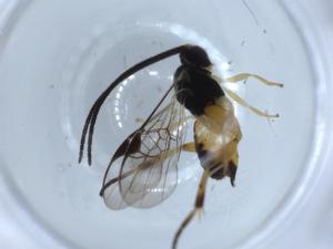  ( - BIOUG53320-A11)  @11 [ ] CreativeCommons - Attribution (2020) Centre for Biodiversity Genomics Centre for Biodiversity Genomics