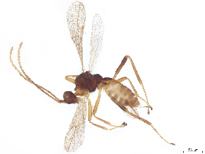  (Blacus Malaise1402 - BIOUG53443-G12)  @11 [ ] CreativeCommons - Attribution (2022) CBG Photography Group Centre for Biodiversity Genomics