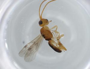  ( - BIOUG60296-A01)  @11 [ ] CreativeCommons - Attribution (2020) Centre for Biodiversity Genomics Centre for Biodiversity Genomics