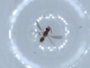  ( - BIOUG53383-D08)  @12 [ ] CreativeCommons - Attribution (2020) Centre for Biodiversity Genomics Centre for Biodiversity Genomics