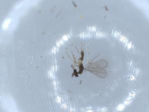  ( - BIOUG53383-F02)  @12 [ ] CreativeCommons - Attribution (2020) Centre for Biodiversity Genomics Centre for Biodiversity Genomics