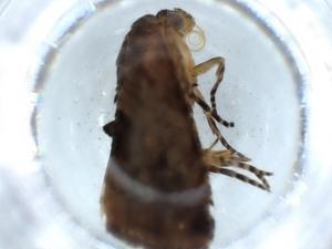  ( - BIOUG53246-B12)  @11 [ ] CreativeCommons - Attribution (2020) Centre for Biodiversity Genomics Centre for Biodiversity Genomics