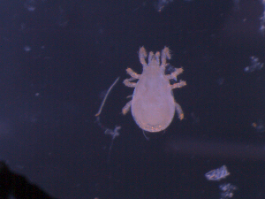  (Typhlodromipsini - NB09MCT211A01)  @14 [ ] No Rights Reserved (2010) Frederic Beaulieu Canadian National Collection of Insects, Arachnids & Nematodes