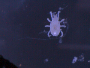  (Typhlodromips sp. JCS04 - NB09MCT211A02)  @14 [ ] No Rights Reserved (2010) Frederic Beaulieu Canadian National Collection of Insects, Arachnids & Nematodes