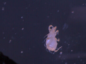  ( - NB09STQB501S05)  @13 [ ] No Rights Reserved (2010) Frederic Beaulieu Canadian National Collection of Insects, Arachnids & Nematodes