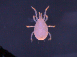  (Amblyseius sp. JCS20 - QC10GAT01A02)  @14 [ ] No Rights Reserved (2010) Frederic Beaulieu Canadian National Collection of Insects, Arachnids & Nematodes