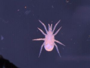  ( - QC10PHNA12A04)  @11 [ ] No Rights Reserved (2010) Frederic Beaulieu Canadian National Collection of Insects, Arachnids & Nematodes