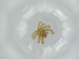  ( - BIOUG59402-B02)  @11 [ ] CreativeCommons - Attribution (2020) Centre for Biodiversity Genomics Centre for Biodiversity Genomics