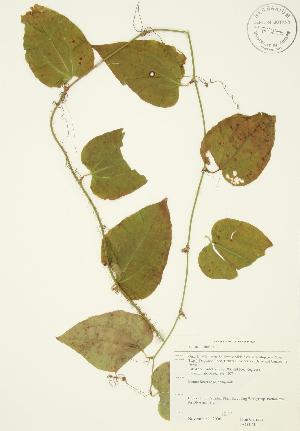  (Smilax tamnoides - JAG 0411)  @11 [ ] Copyright (2009) Steven Newmaster University of Guelph BIO Herbarium