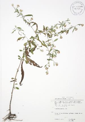  ( - JAG 0385)  @11 [ ] Copyright (2009) Steven Newmaster University of Guelph BIO Herbarium