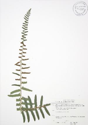  ( - JAG 0389)  @11 [ ] Copyright (2009) Steven Newmaster University of Guelph BIO Herbarium