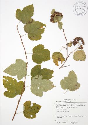  ( - JAG 0393)  @11 [ ] Copyright (2009) Steven Newmaster University of Guelph BIO Herbarium