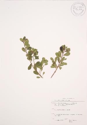  (Arctostaphylos uva-ursi - RS146)  @11 [ ] Copyright (2009) Steven Newmaster University of Guelph BIO Herbarium