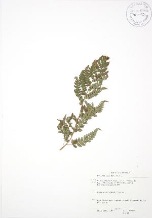  (Dryopteris marginalis - RS153)  @13 [ ] Copyright (2009) Steven Newmaster University of Guelph BIO Herbarium