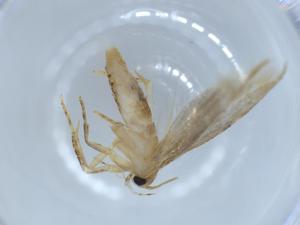  ( - BIOUG53486-E12)  @11 [ ] CreativeCommons - Attribution (2020) Centre for Biodiversity Genomics Centre for Biodiversity Genomics