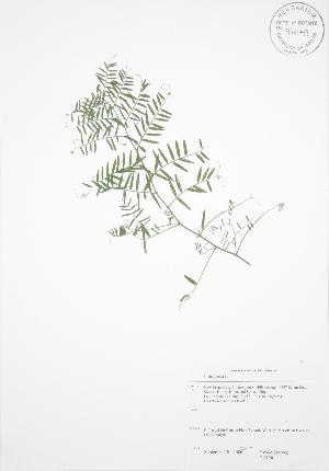  ( - RS128)  @11 [ ] Copyright (2009) Steven Newmaster University of Guelph BIO Herbarium