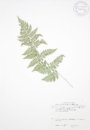  ( - RS125)  @11 [ ] Copyright (2009) Steven Newmaster University of Guelph BIO Herbarium