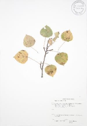  ( - RS137)  @11 [ ] Copyright (2009) Steven Newmaster University of Guelph BIO Herbarium