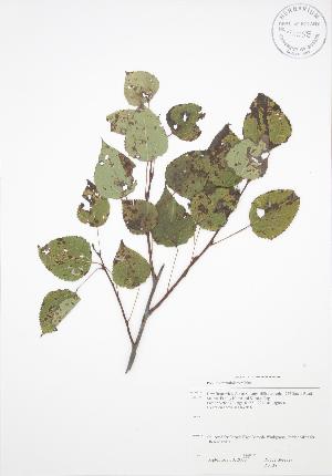  ( - RS138)  @11 [ ] Copyright (2009) Steven Newmaster University of Guelph BIO Herbarium