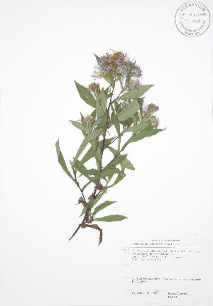  ( - RS140)  @11 [ ] Copyright (2009) Steven Newmaster University of Guelph BIO Herbarium