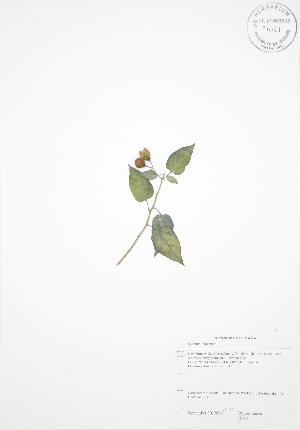  ( - RS141)  @11 [ ] Copyright (2009) Steven Newmaster University of Guelph BIO Herbarium