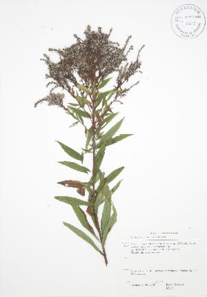  ( - RS133)  @11 [ ] Copyright (2009) Steven Newmaster University of Guelph BIO Herbarium