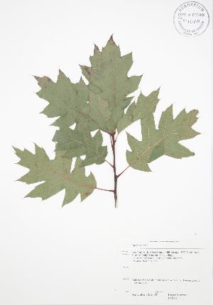  ( - RS134)  @11 [ ] Copyright (2009) Steven Newmaster University of Guelph BIO Herbarium