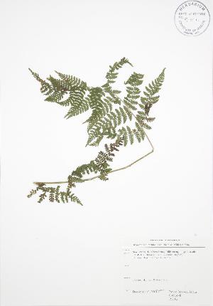  ( - RS162)  @13 [ ] Copyright (2009) Steven Newmaster University of Guelph BIO Herbarium